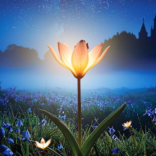 Allégeance, illuminations